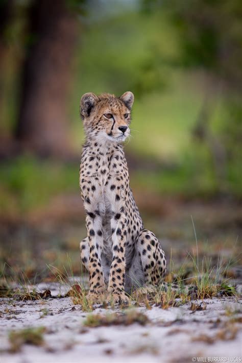 Cheetah | Will Burrard-Lucas