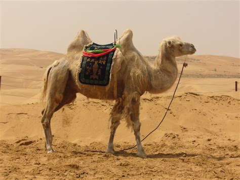 Camel Desert Sand Free Photo On Pixabay Pixabay