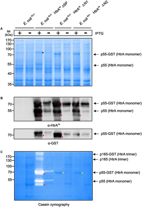 Frontiers Amino Terminal Processing Of Helicobacter Pylori Serine