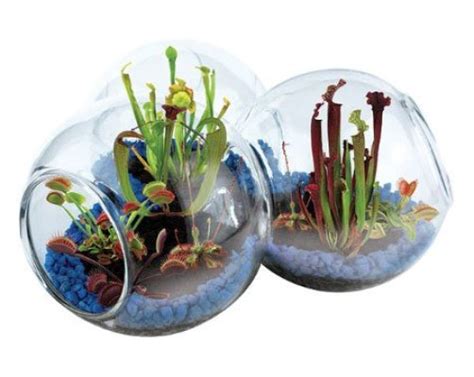 Top 10 Best Carnivorous Plants Terrarium Kit Top Reviews No Place Called Home