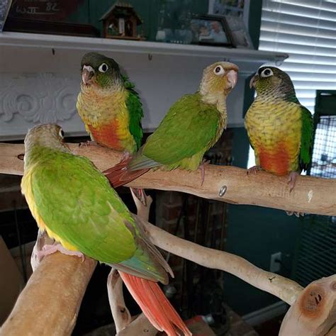 Green Cheek Conures