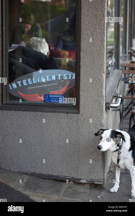 Coffee Shop Dog Hi Res Stock Photography And Images Alamy