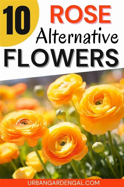 10 Rose Bush Alternatives Urban Garden Gal