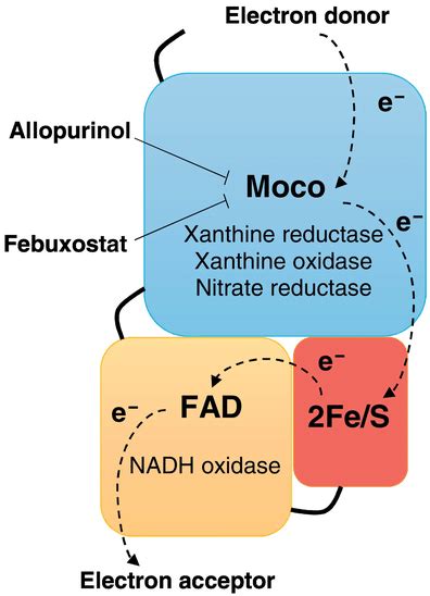 Structure And Enzymic Activities Of Xanthine Oxidoreductase Xor Each