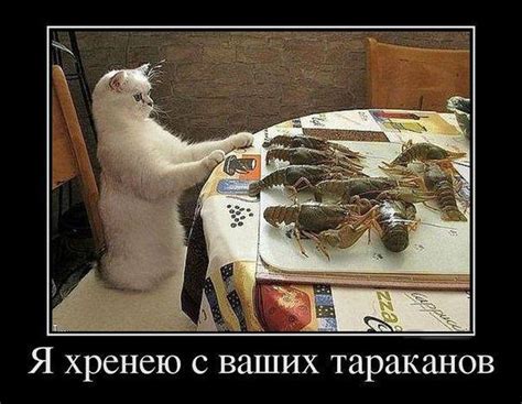 Приколы, юмор, фото и видео приколы, красивые девушки на кайфолог.нет