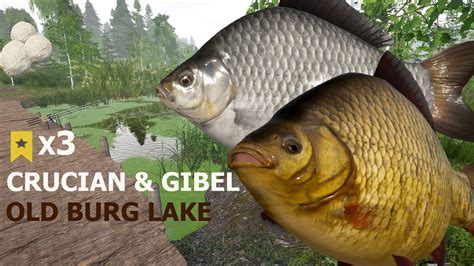 Russian Fishing Rf Old Burg Lake Active Spot Cruciian Gibel