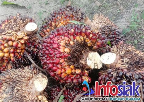 Pekan Ini Harga TBS Sawit Riau Naik Tipis Petani Belum Seimbang