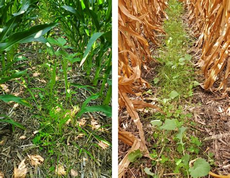 Interseeding Cover Crops To Corn Practical Farmers Of Iowa