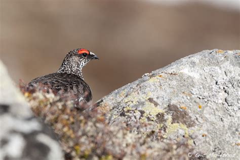 Lagop De Alpin Faune Alpine Ch Eric Mari Thoz