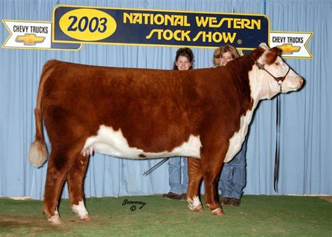 Show Ring Thomas Herefords