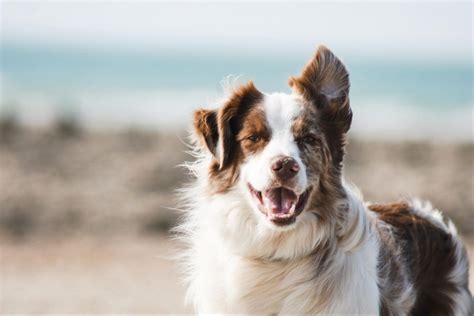 犬の冬の散歩って必要？犬の大きさ別の寒さ対策も解説 株式会社tier