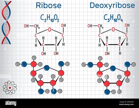 Ribose Vs Deoxyribose