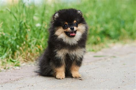 Las Fascinantes Razas De Perros Chinos Conoce Su Historia Y