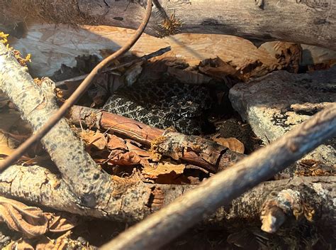 Sistrurus miliarius barbouri : r/snakes