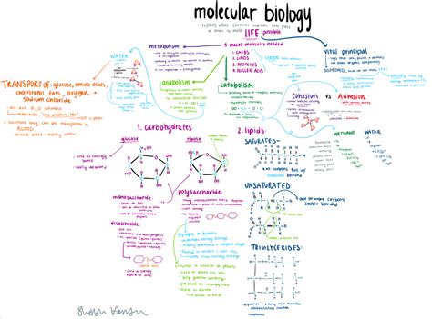 Macromolecules Mr Rott S Science Room