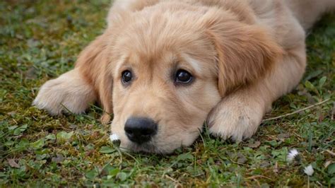 Encuentra la raza de perro que no ladra la solución perfecta para la