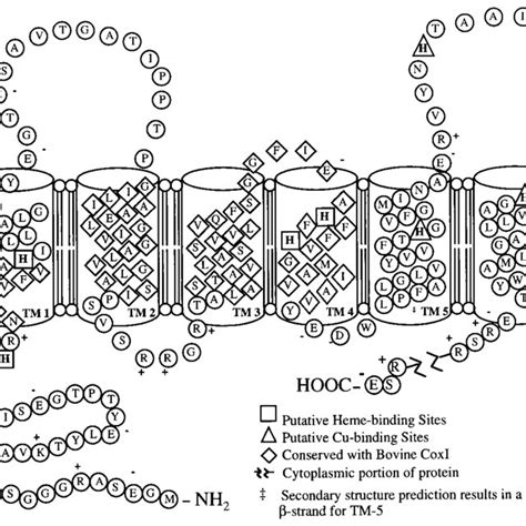 Schematic Representation Of The Transmembrane Portion Of Htrviii The