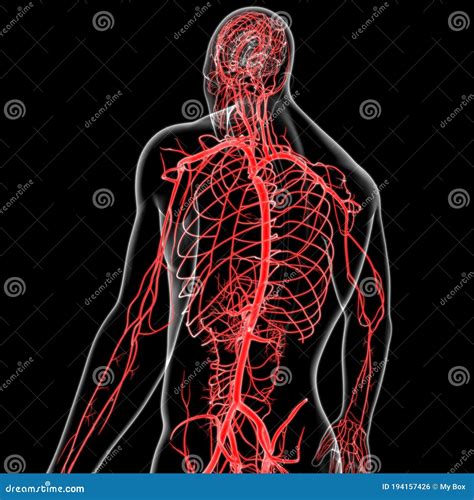 Arterias Y Venas Humanas Para El Concepto M Dico D Stock De