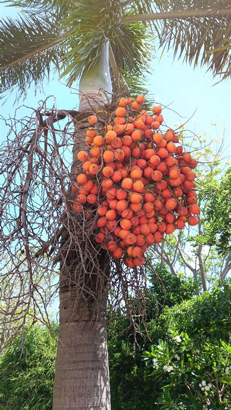 concéntrese en areca catechu o palma de nuez de areca nueces de betel