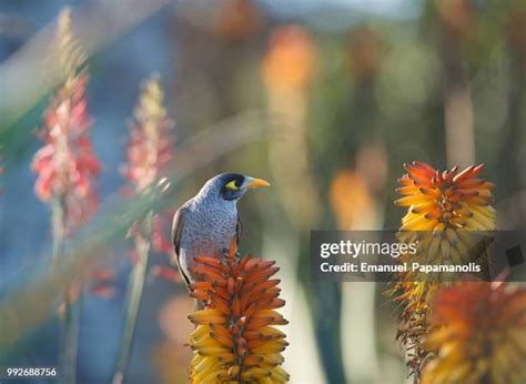 355 Miner Birds Stock Photos High Res Pictures And Images Getty Images