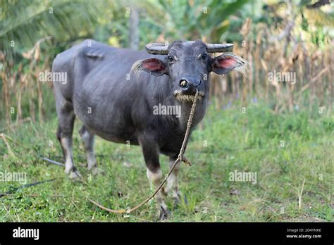 Carabao Philippines Hi Res Stock Photography And Images Alamy