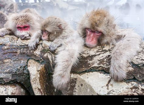Group Of Snow Monkeys Sleeping In A Hot Spring Japan Stock Photo Alamy