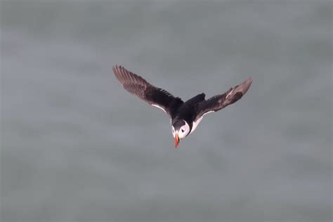 Puffin In Flight Rspb Bempton Cliffs Michael Atkinson Flickr