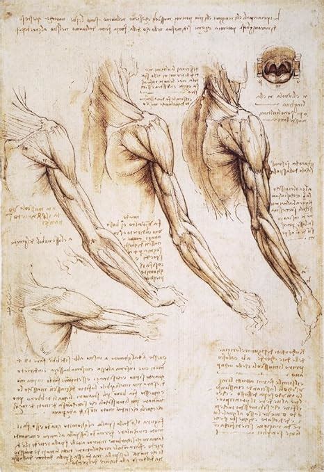 Leonardo Da Vinci Human Diagram