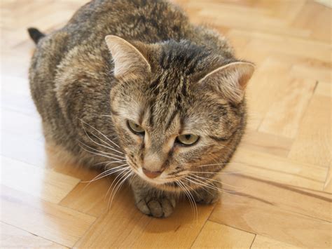 5 Ways to Identify a Tabby Cat - wikiHow