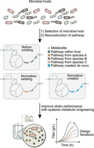 Designing Microbial Cell Factories For The Production Of Chemicals