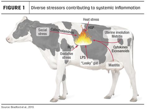 Physiological And Metabolic Changes Caused By Heat Stress Ag Proud