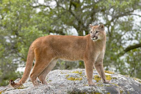 Cougar Puma Concolor