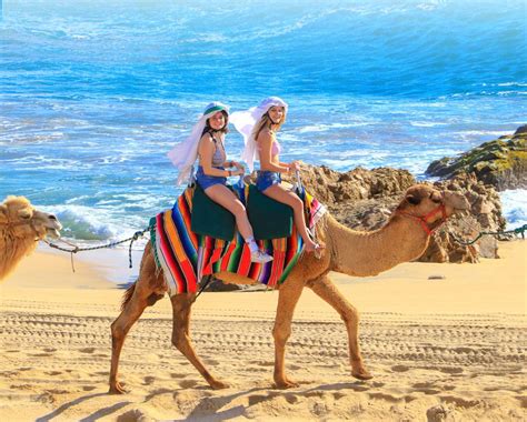 Camel Ride & Encounter - Los Cabos For You