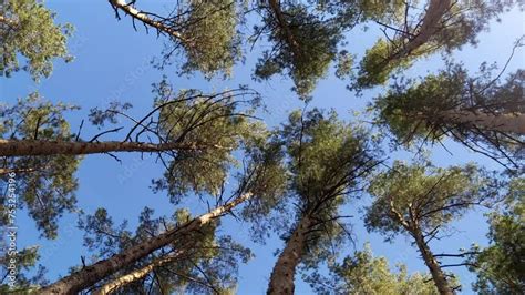 Vidéo Stock Video Of Tall Trees Tops Framing The Sky In The Middle