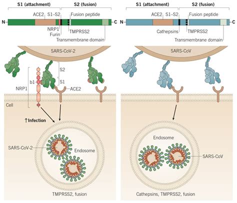 Viral Cell Entry Tocris Bioscience