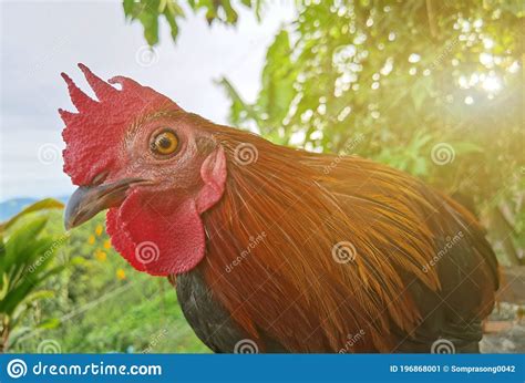 Rooster Bantam Blanco Cosiendo En La Granja En El Campo Fondo Natural