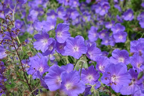 Choosing The Best Hardy Geranium Varieties With Gary Carroll From ...