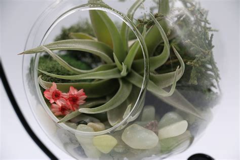 Air Plant Hanging Terrarium Kit Glass Globe Air Plant Display Full Hanging Kit Etsy