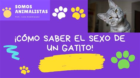 Como Determinar El Sexo De Un Gatito 🐱 Primera Forma Youtube