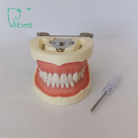 Dental Teeth Model Tribest Dental