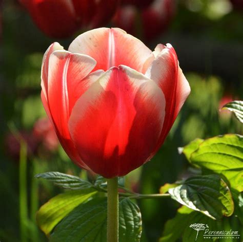 Tulipa Leen Van Der Mark Perenniculum