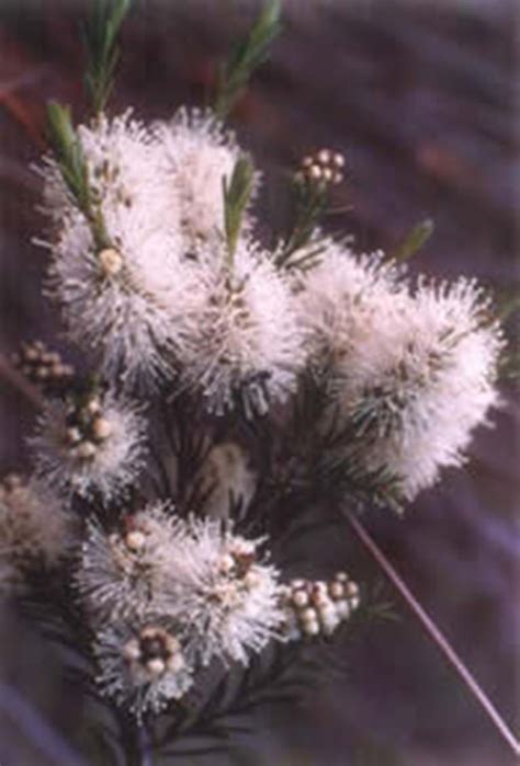 Melaleuca ericifolia