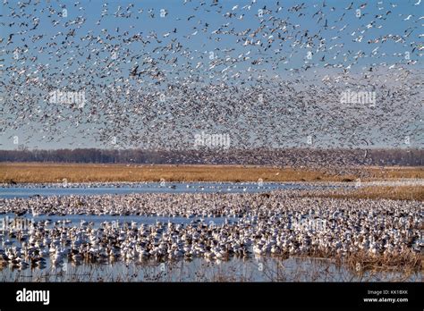 Snow geese fall migration Stock Photo - Alamy