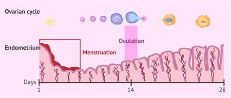 How To Determine When You Are Ovulating Kanaa Turning Dreams Into