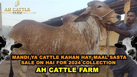 Sale On Hai For Collection Mandi Ya Cattle Kahan Hay Maal