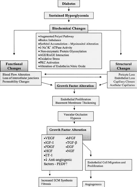 Schematic Illustration Of The Pathogenesis Of Proliferative Diabetic