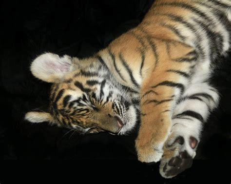 Sleeping Tiger Cub stock photo. Image of mammal, nice - 25219180