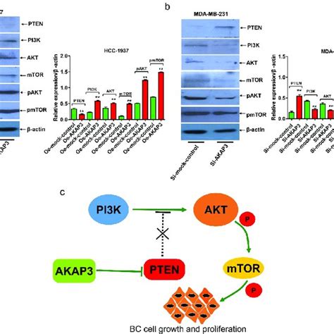 Effects Of AKAP3 Overexpression And Knockdown On The Expressions Of