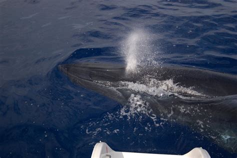 Crucero en catamarán con avistamiento de cetáceos en Madeira Hellotickets