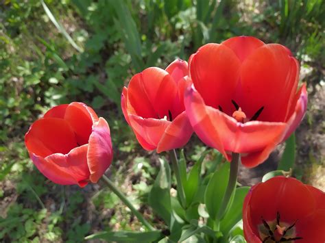 Tulipes Rouge Le Printemps Photo Gratuite Sur Pixabay Pixabay